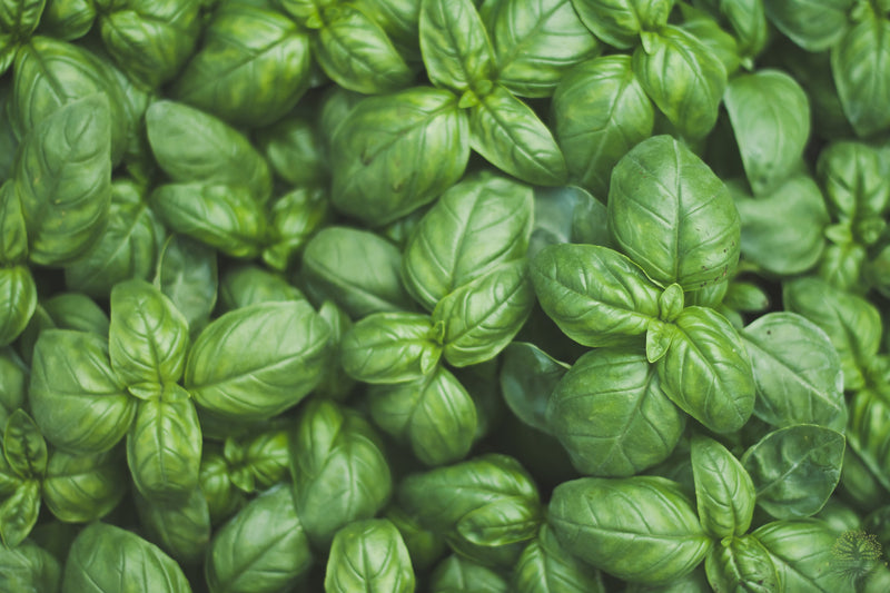 Herb Gustosa Basil Seeds | Basil Seeds For Sale | Shop Now