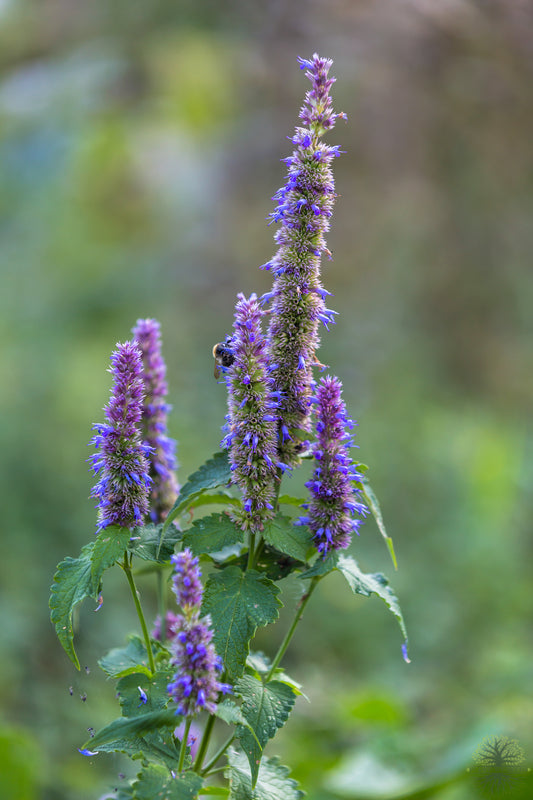 Blossom with Agastache Rugosa Seeds - Shop now!