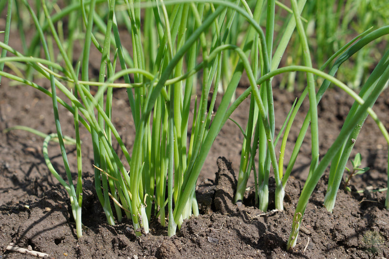 Buy Seeds | Green Onion Seeds | Spring Onion - Vegetable Seeds