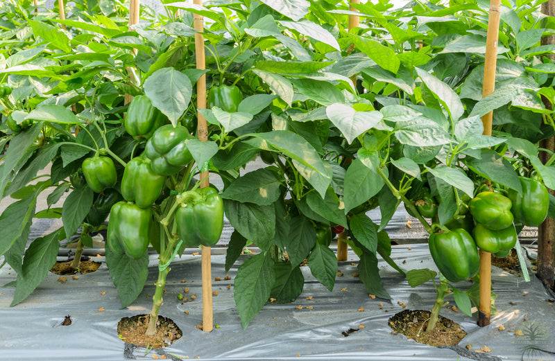 Buy Green Bell Pepper Seeds - Garden brilliance!
