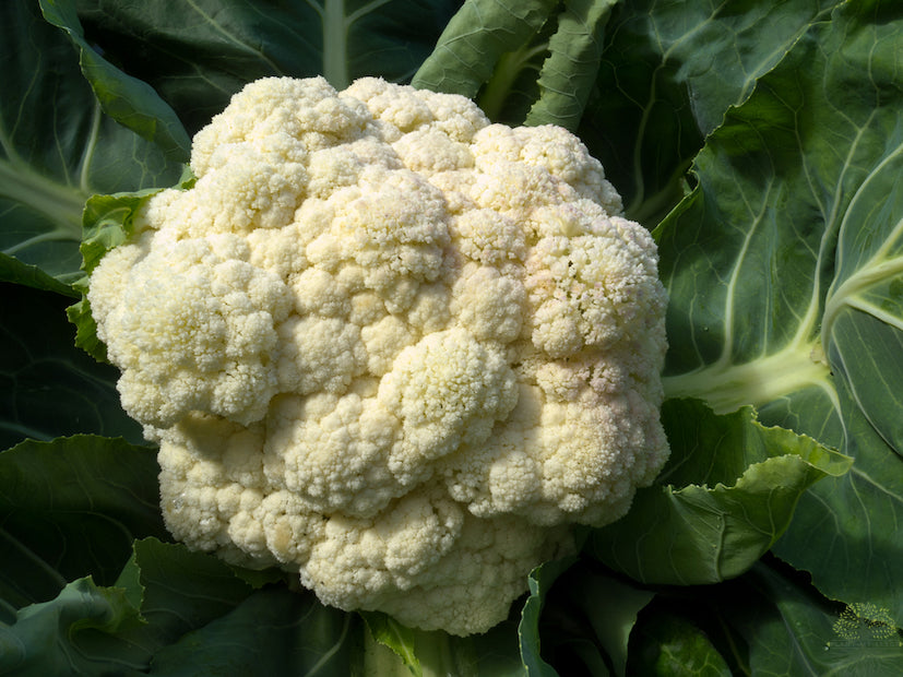 Seeds shop - Embrace the versatility of F1 Cauliflower!