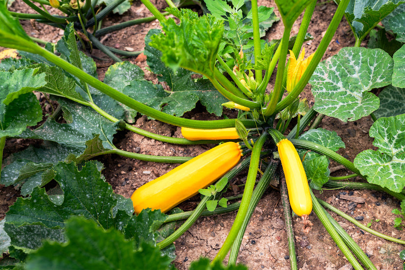 Buy F1 Courgette Sunstripe Seeds - Vibrant and delicious addition!