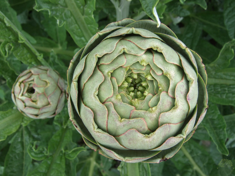 Blossom with Green Globe Artichoke Seeds - Shop now!
