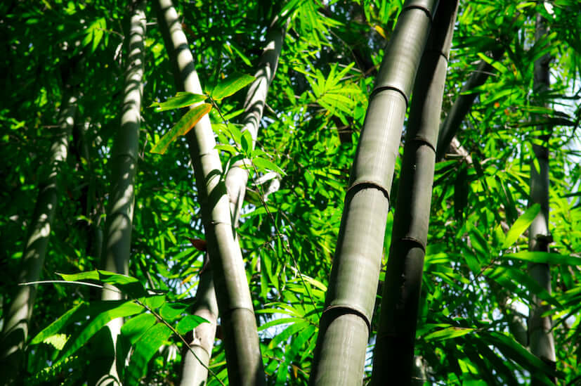 Big Black Bamboo Seeds | Dendrocalamus Strictus