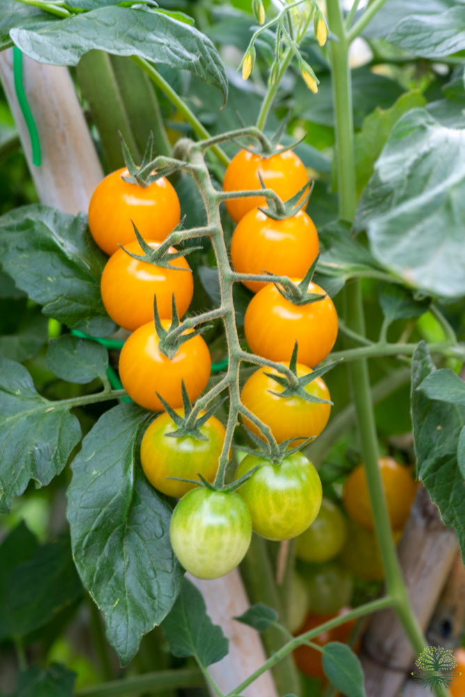 Buy Seeds | F1 Yellow Cherry Tomato Seeds - Order Vegetable Seeds