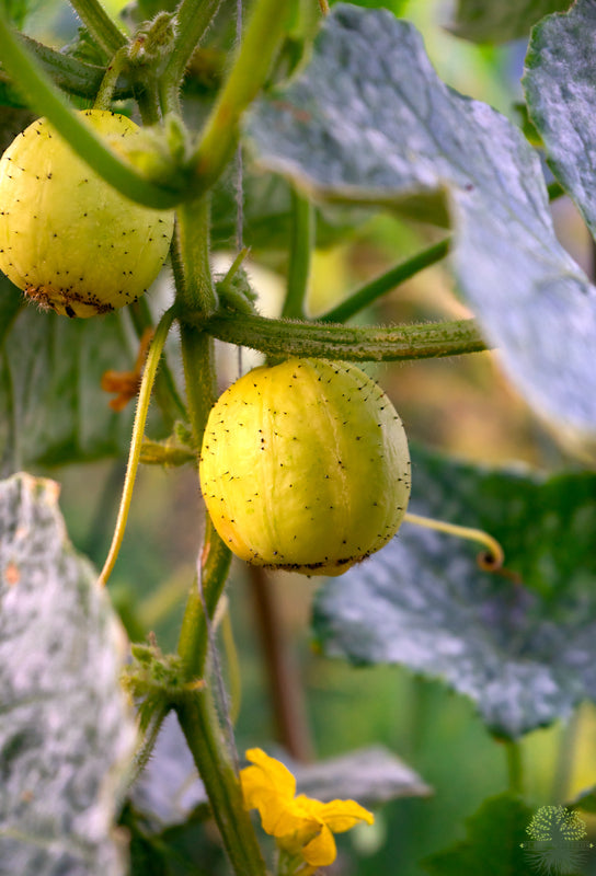 Buy Seeds | Lemon Cucumber Seeds | Crystal Lemon - Vegetable