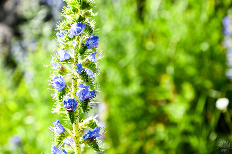 Seeds shop - Embrace the beauty of Hyssop