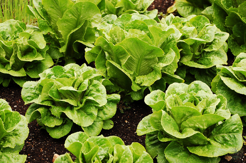 Tempting Green Romaine Lettuce Seeds - Order today