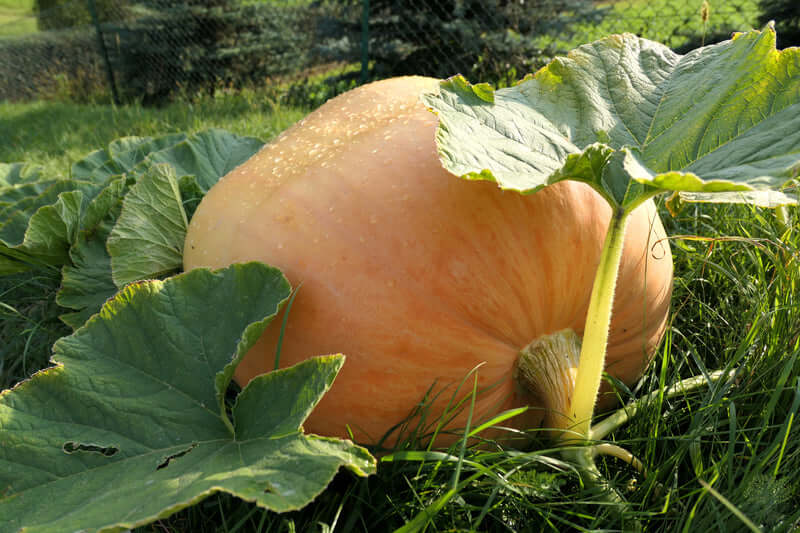 Buy Atlantic Giant Pumpkin Seeds Online - Grow the Biggest Pumpkins - High Quality Seeds Available Now