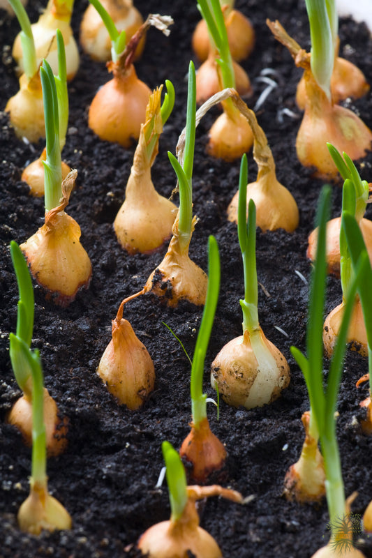 Buy F1 Yellow Onion Seeds: Cultivate Garden Gold