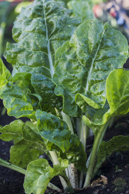 Buy Seeds | F1 Spinach Seeds | Heat-resistant - Vegetables Seeds