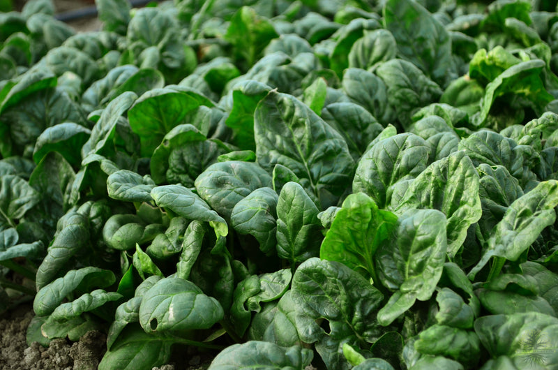 Seeds shop - Embrace the hardiness of Cold-resistant Spinach!
