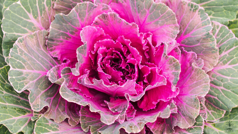 Buy Seeds | F1 Pink Kale Seeds | Kamome Flowering - Vegetable Seeds