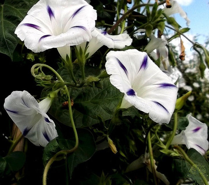Buy White Morning Glory Flower Seeds | Plant My Seeds