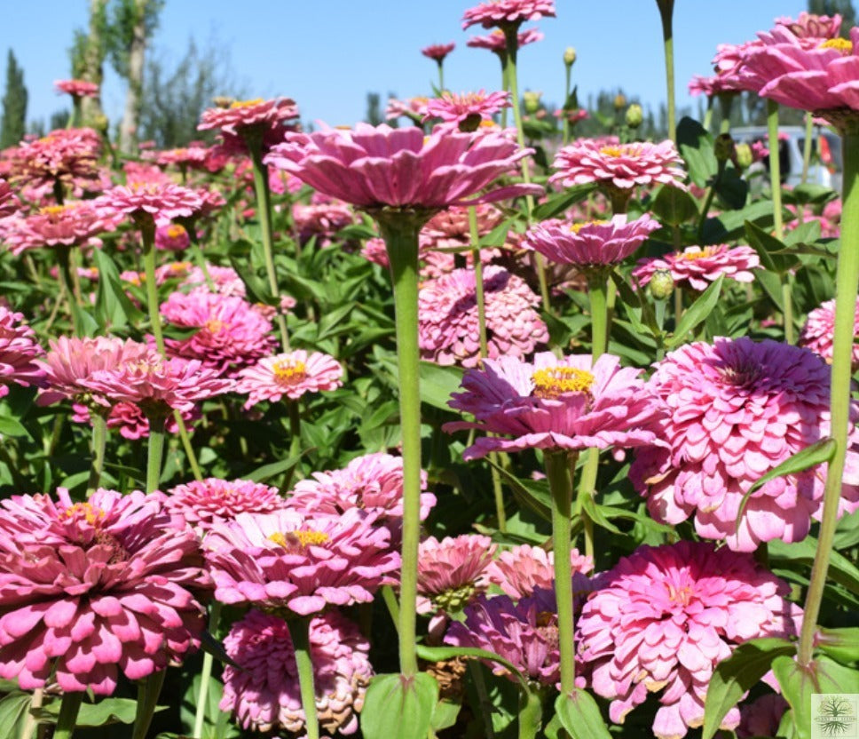 Pink Zinnia Elegans Seeds: Garden's Floral Elegance