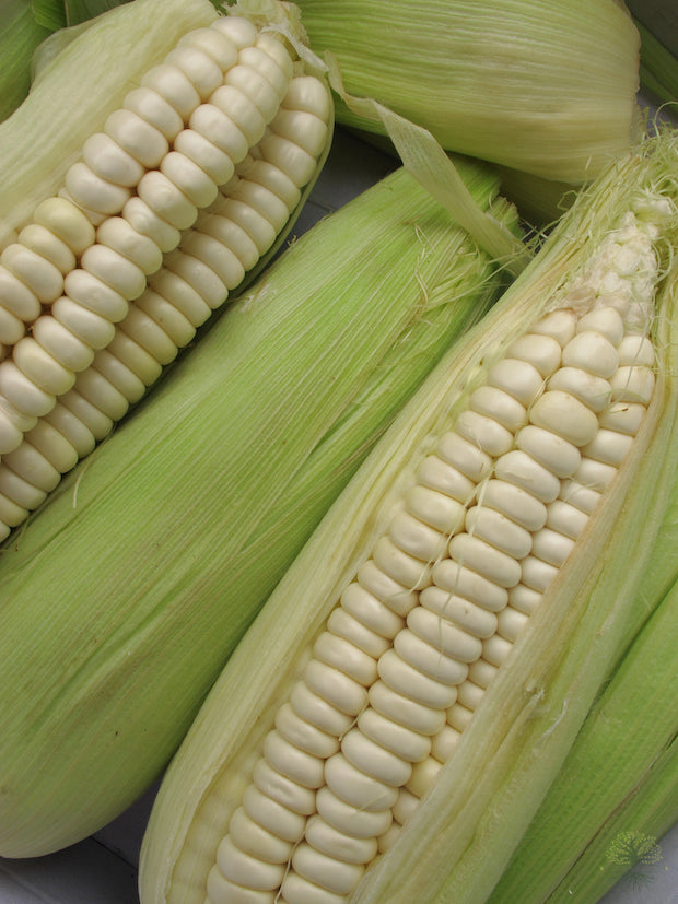 Cultivate taste with White Lady Sweetcorn Seeds!