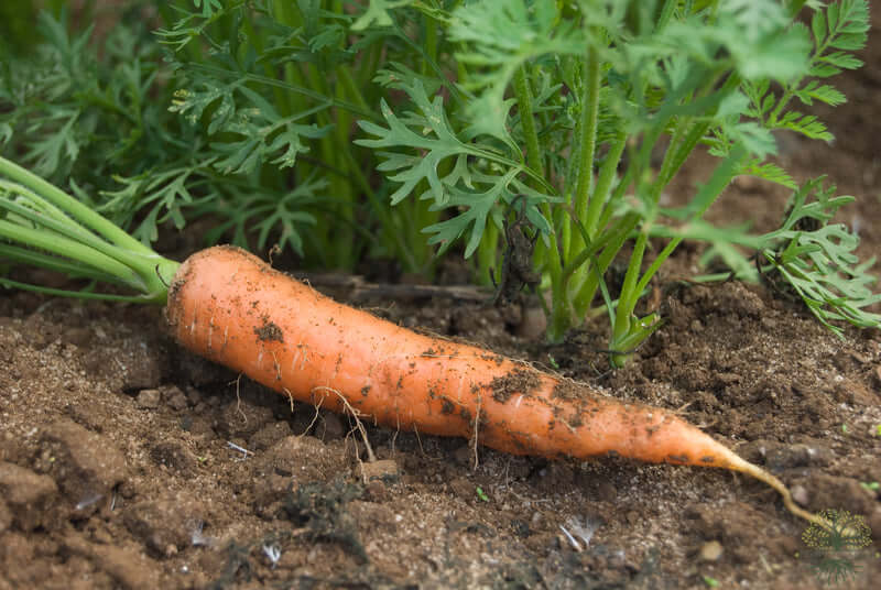 Buy Seeds | Autumn King Carrot Seeds - Organic Vegetable Seeds