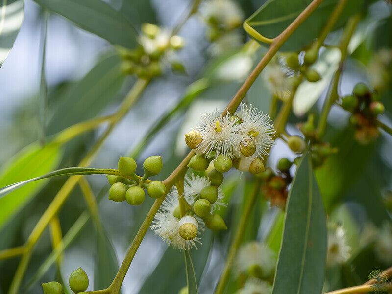 Tasmanian Blue Gum - Eucalyptus Globulus Seeds