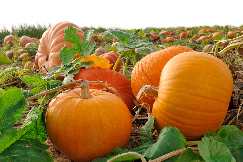 Buy Seeds | F1 Mars Pumpkin Seeds | Squash - Vegetable Seeds