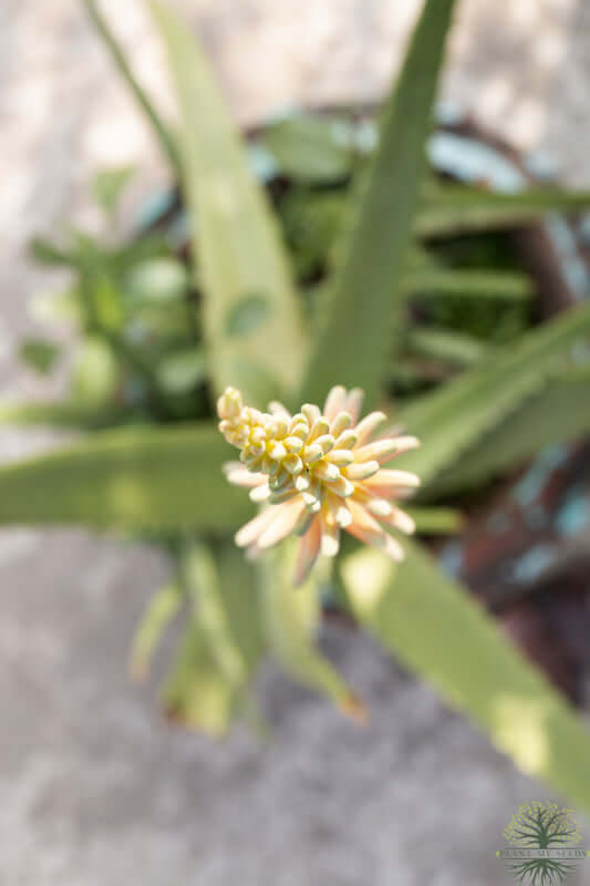 Transform your garden with Aloe Vera Barbadensis Miller seeds from our seed shop
