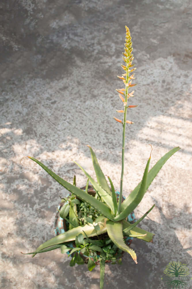 Unleash nature's magic with our Aloe Vera Barbadensis Miller seeds collection