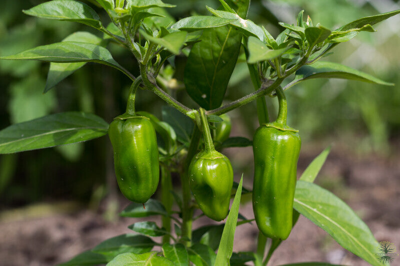 Spice Up Your Garden - Jalapeno Seeds Available