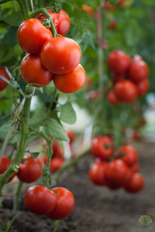 Tomato Seeds | Solanum Lycopersicum