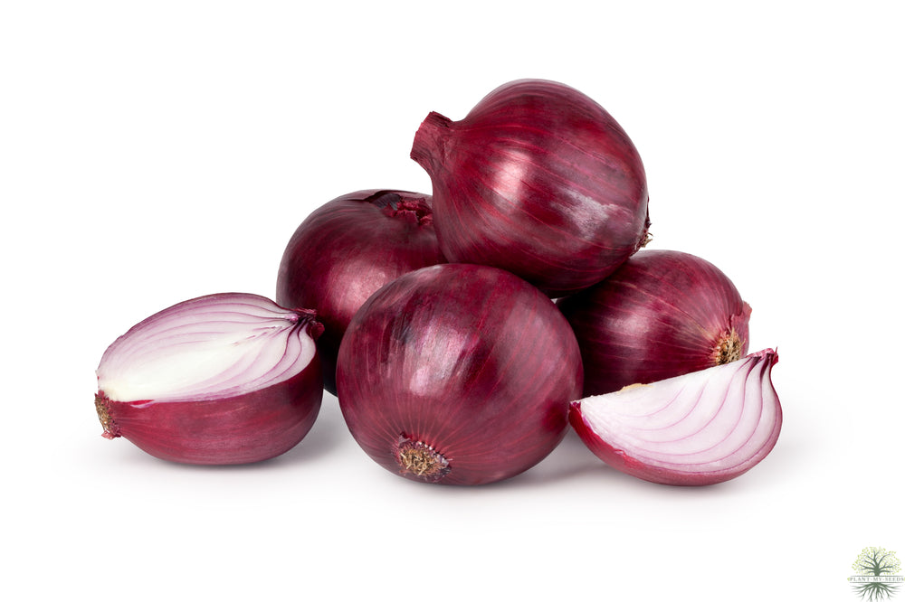 Buy F1 Red Onion Seeds - Garden delight awaits
