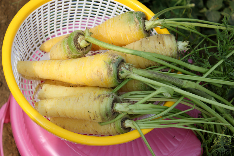 Buy Seeds | F1 Yellowstone Carrot Seeds - Order Vegetable Seeds