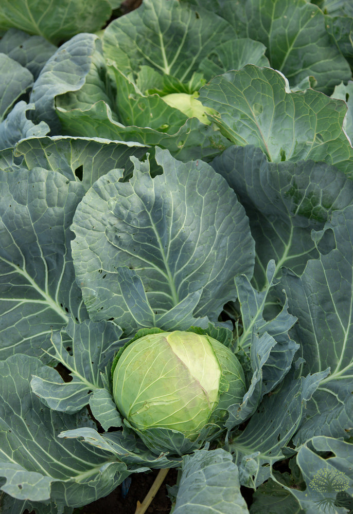 Plant Cabbage Seeds for a Garden Full of Crunchy Goodness