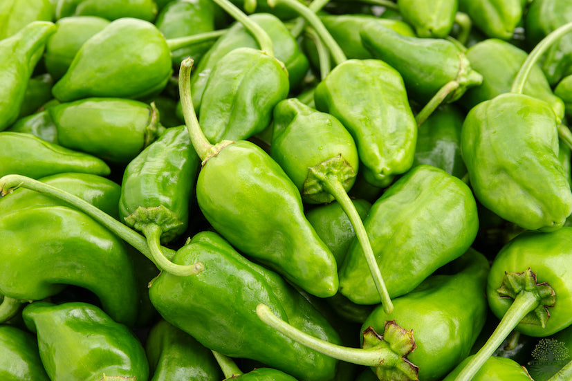 Buy Seeds | Chilli Pepper Pimiento'de Padron Seeds - Vegetable Seeds