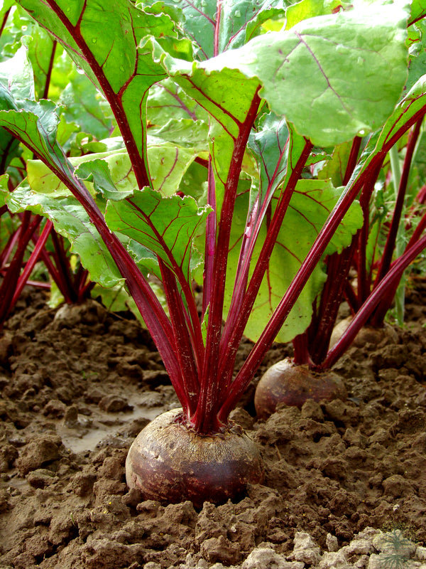 Seeds shop - Embrace the earthy goodness of Cardeal Beetroot!