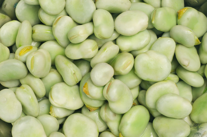 Buy Seeds | Masterpiece Green Broad Bean Seeds - Order Vegetables
