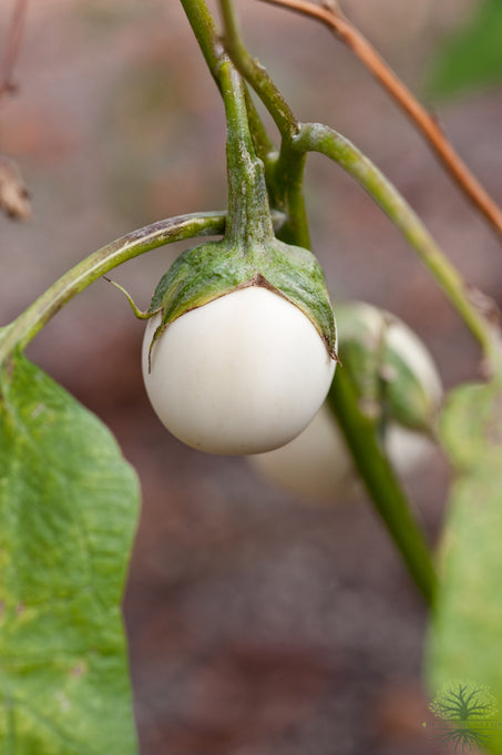 Buy Seeds | Order Online White Aubergine Seeds | Ivory Eggplant  Edit alt text