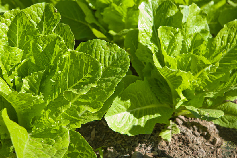 Buy Plant Seeds | F1 Chinese Cabbage Seeds - Order Vegetable Seeds