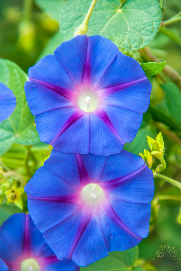 Buy Blue Ipomoea Seeds Online - High Quality and Affordable