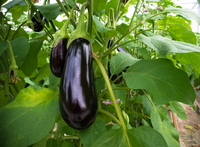 Thrive with Black Eggplant Seeds - Order now!