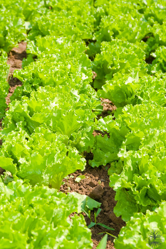 Grow Healthy Looseleaf Lettuce - Shop Seeds