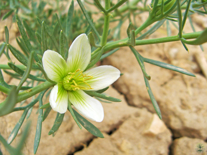 Buy Seeds | Peganum Harmala Seeds | Syria Rue - Herb Magical Seeds