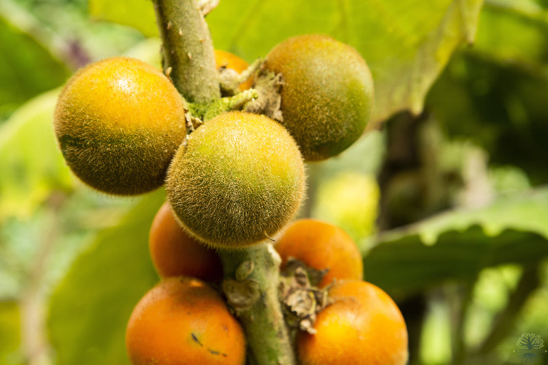 Buy Seeds | Naranjilla Seeds |  Lulu Plum - Solanum Quitoense
