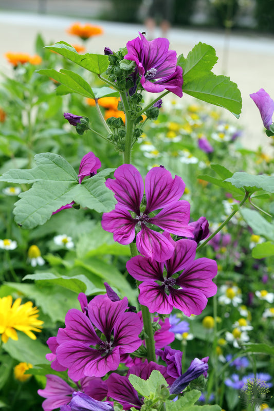 Grow Your Garden with Malva Sylvestris Seeds - Order Now and Start Planting!