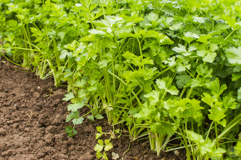 Buy Seeds | Noble Celery Seeds | Heat-Resistant - Organic seeds