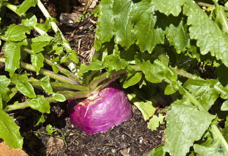 Buy Seeds | Purple Turnip Seeds - Organic Vegetable Seeds Shop