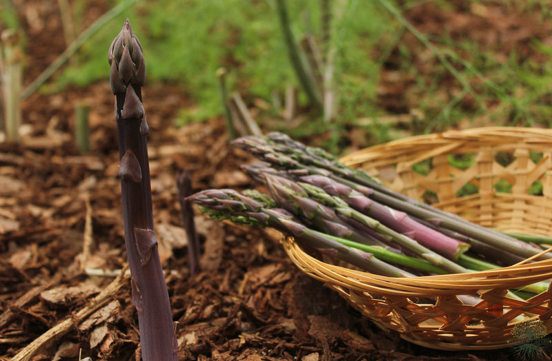 Pacific Purple Asparagus Seeds: Garden's Culinary Delight
