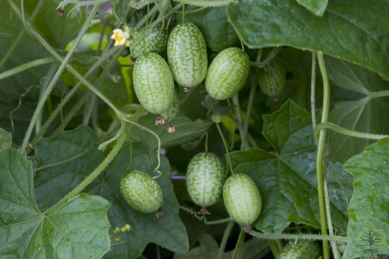Cucamelons Mini Mexican Cucumber Seeds | Sour Gherkin